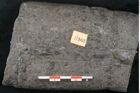 Foto (Detailansicht) von Calamites sp.  (NHMW-GEO-2024-0188-11162)